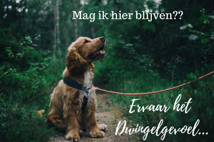 027 Houten vakantiehuis voor 6 personen aan Nationaal Park \'t Dwingelderveld