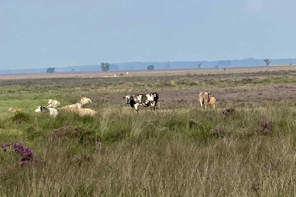 004 Karakteristiek 2 persoons vakantiehuis met pelletkachel in Dwingeloo, Drenthe