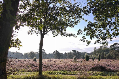 008 Karakteristiek 2 persoons vakantiehuis met pelletkachel in Dwingeloo, Drenthe