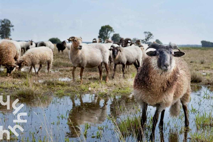 015 Ruime 2 persoons accommodatie in Drenthe met gratis WiFi