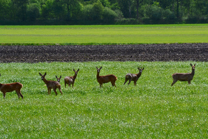 004 Landelijk gelegen 6 persoons particulier vakantiehuis in Drenthe