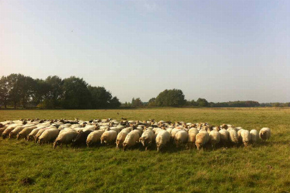 020 Luxe 18 persoonsgroepsaccommodatie met hottub in het landelijke Ellertshaar in Drenthe