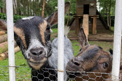 005 Prachtig 4 persoons vakantiehuis tussen de bomen met weids uitzicht in Erica, Drenthe