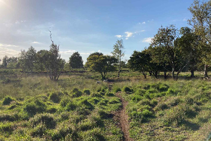 010 Prachtig 4 persoons vakantiehuis tussen de bomen met weids uitzicht in Erica, Drenthe