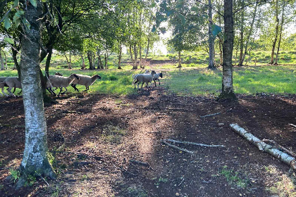 012 Romantisch 2 persoons vakantiehuis met bubbelbad, sauna en grote tuin in Erica, Drenthe