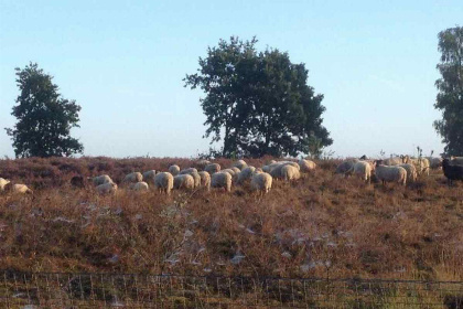 003 Mooi 2 persoons particulier vakantiehuis in Exloo   Drenthe