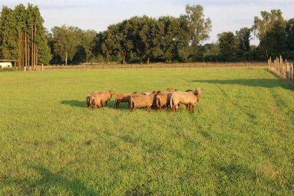 006 Mooi 2 persoons particulier vakantiehuis in Exloo   Drenthe