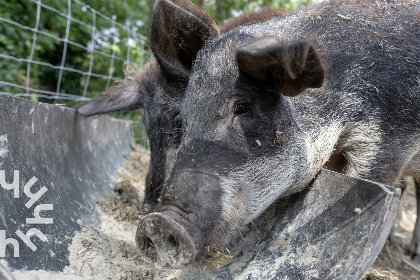 022 Heerlijk gelegen 4 persoons boerderijappartement nabij Frederiksoord | Drenthe