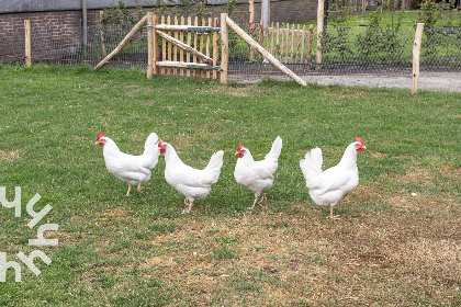 029 Heerlijk gelegen 4 persoons boerderijappartement nabij Frederiksoord | Drenthe