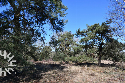 022 Prachtige 5 pers. chalet met natuurgebied op loopafstand, op kleinschalig park in Havelte