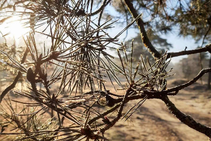 016 Prachtige 6 persoons vakantievilla met grote tuin aan de zwemvijver in Havelte, Drenthe