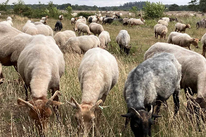 035 Prachtige 6 persoons vakantievilla met grote tuin aan de zwemvijver in Havelte, Drenthe