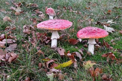 021 Prachtige 8 persoons Amerikaanse Loghome in Drenthe