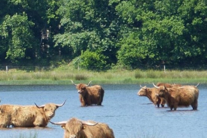 026 Vier persoons Finse bungalow aan de rand van het bos