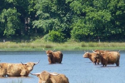 021 Zes tot zeven persoons Finse bungalow aan de rand van het bos