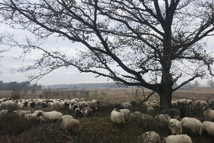 020 Modern ingericht 5 persoons vakantiehuis op een boerderij in Nijeveen, Drenthe