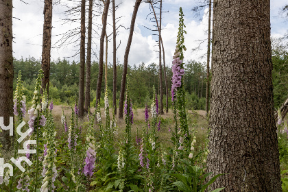 010 Modern vakantiehuis in Drenthe voor 10 personen