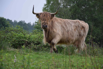 007 14 persoons groepsaccommodatie met 6 badkamers in Oude Willem, Drenthe