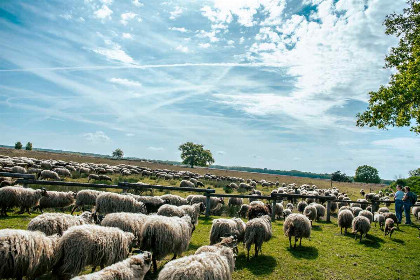 026 Vrijstaand vier persoons vakantiehuis op vakantiepark Ruinen