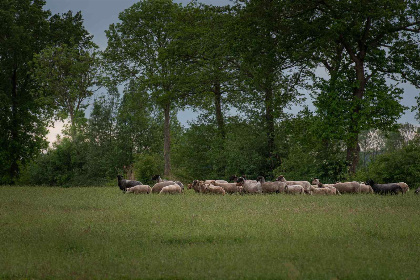 003 Gezellige 12 persoons groepsaccommodatie nabij Ruinerwold | Drenthe