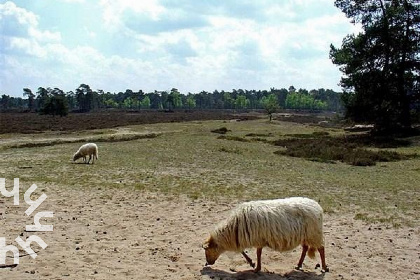 033 Gezellige 25 persoons groepsaccommodatie naast een wijngaard in Drenthe