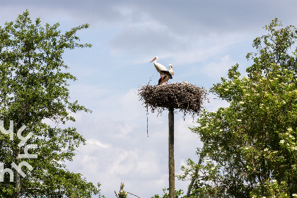 010 Mooi 6 persoons vakantiehuis naast een wijngaard in Ruinerwold Drenthe