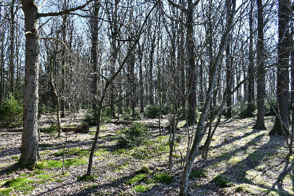 004 Sfeervolle 6 persoons bungalow met open haard in prachtig natuurgebied