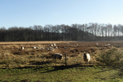 005 Sfeervolle 6 persoons bungalow met open haard in prachtig natuurgebied