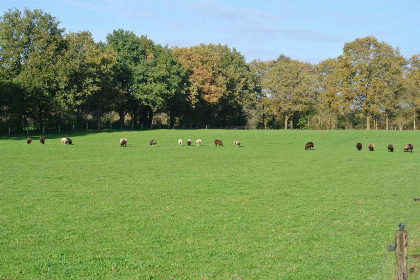 002 Prachtig gelegen 10 persoons vakantieboerderij in Uffelte   Drenthe