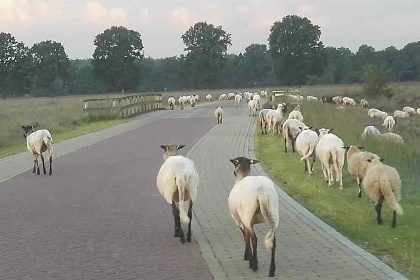 019 Gezellig 11 22 persoons vakantiehuis met veel privacy