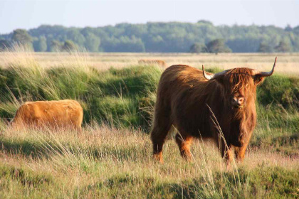 014 Landelijk gelegen vakantiehuisje voor 6 personen in Wateren, Drenthe