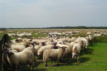 027 Heerlijk 8 persoons vakantiehuis met sauna en zonnehemel in Westerbork