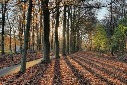 018 6 persoons vakantiehuis met een omheinde tuin op vakantiepark Drentheland in Zorgvlied