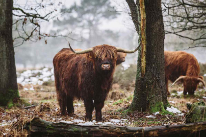 019 6 persoons vakantiehuis met een omheinde tuin op vakantiepark Drentheland in Zorgvlied