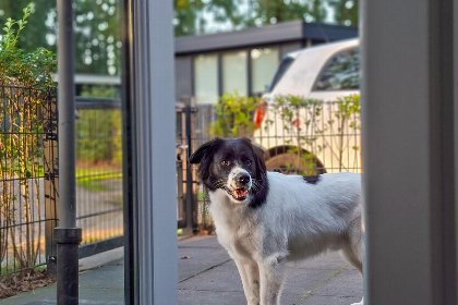 010 Drenthelodge | Omheinde tuin | 6 Pers