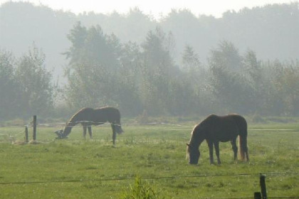 008 Mooie 4 persoons vakantiewoning midden in het bos