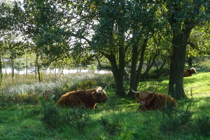 009 2 persoons vakantiehuisje rustig gelegen in Zuidwolde