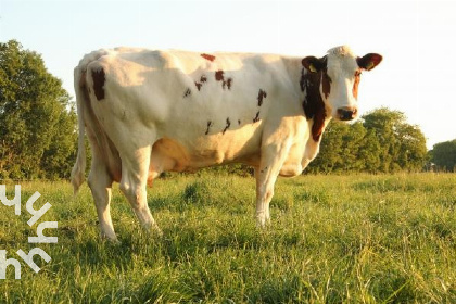 019 Comfortabel boerderij in Drenthe voor 6 personen