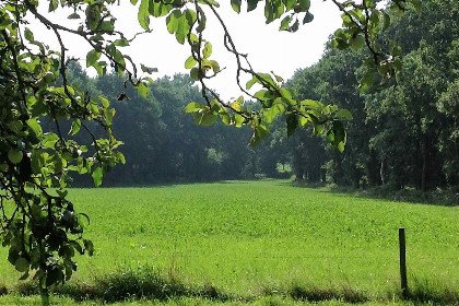 019 Rustig gelegen 6 persoons vakantiehuis omringd door weilanden in Zuidwolde, Drenthe