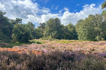 032 Wildenberg