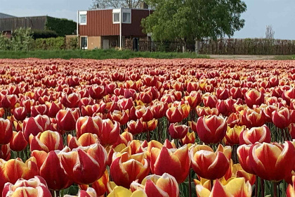 032 Landelijk gelegen 6 persoons vakantiehuis met bubbelbad en grote tuin in Dronten