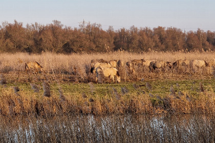 034 Fijne 4 6 persoons havenlodge in Lelystad vlakbij de Oostvaardersplassen en Bataviastad