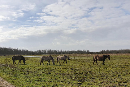 025 Havenlodge 4 6 pers Lelystad