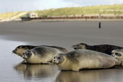 006 Gelegen in het dorp Buren op Ameland vindt u dit mooi gelegen 6p. vakantiehuis