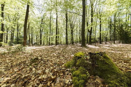 026 Prachtig 4 persoons vakantiehuis met sauna en hoogwaardige huisautomatisering in Appelscha