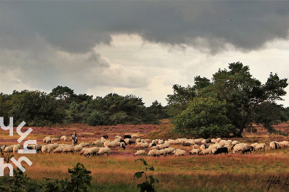 028 Uniek 5 pers vakantiehuis met prachtige tuin, in Nationaal Park Drents   Friese Wold