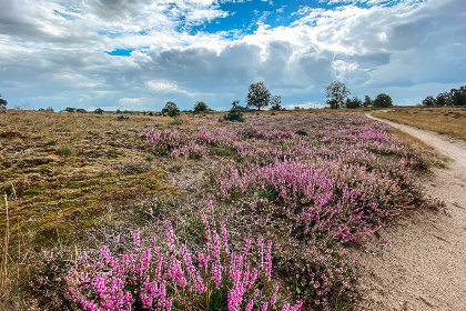 014 Vrijstaande 4 persoons vakantiewoning aan de rand van het bos in Appelscha