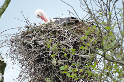 010 Sfeervol 2 pers. voorhuis aan de rand van Eernewoude in het Nationaal Park de Alde Feanen