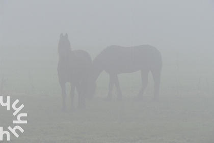 011 Sfeervol 2 pers. voorhuis aan de rand van Eernewoude in het Nationaal Park de Alde Feanen