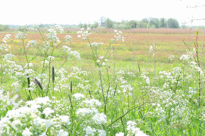 019 Sfeervol 2 pers. voorhuis aan de rand van Eernewoude in het Nationaal Park de Alde Feanen